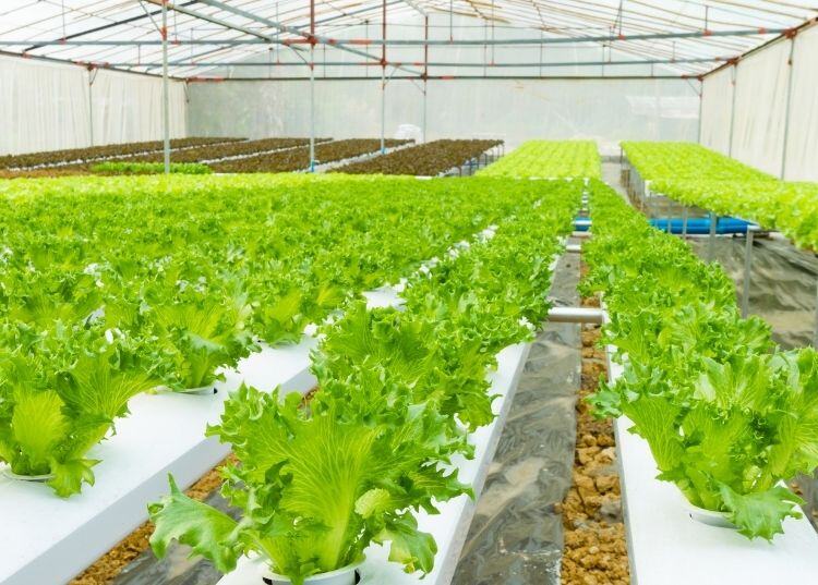 Software-agricola-isagri-para-semilleros-viveros