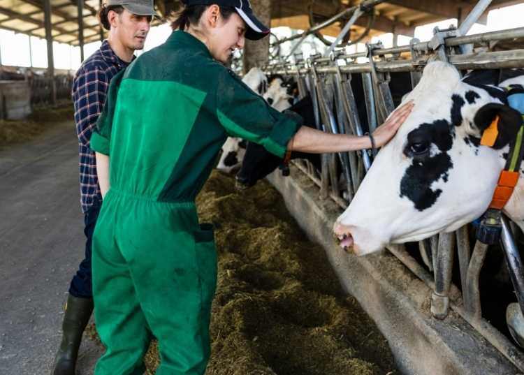 Veterinário ou consultor
