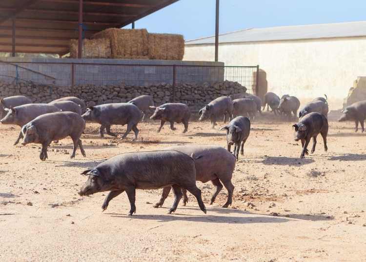 Cooperativas de suínos