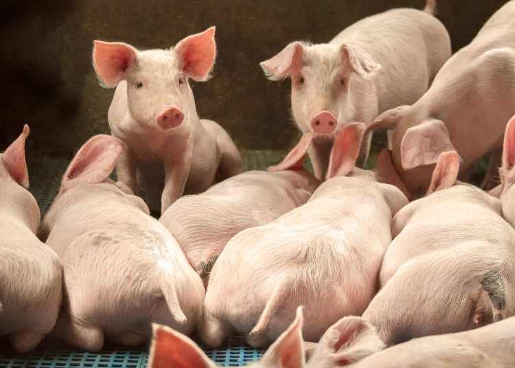 Explorações de recria e engorda